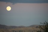 Moonlit Majesty