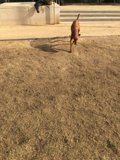 A Canine Stroll at the LAPD
