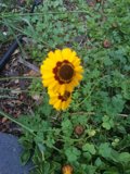 Sunny Treasure Flower in Altadena Field