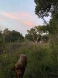 Bike Ride with a Furry Friend