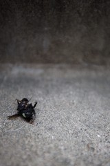 Dead Carpenter Bee on Concrete Path