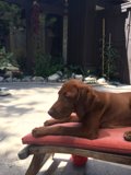 Puppy on the Red Chair