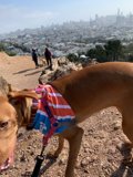 Patriotic Pup in the City