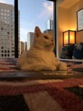 Cozy Cat with a City View