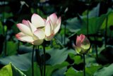 Lotus Bloom
