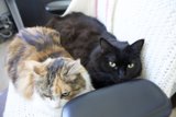 Cozy Cats on the Couch