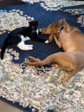 Furry Friends on a Cozy Rug