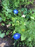 Tranquil Garden Anemone