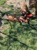 Playtime in the Grass