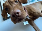 Pawsitively Adorable Vizsla