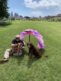 Man and his Canine Companions