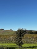 Towering Tree in a Serene Vineyard