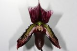 Close-up of an Elegant Orchid
