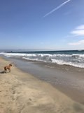 Sunny Stroll with Furry Friend