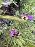Busy Bumblebee on Lavender