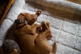 Relaxing Pup
