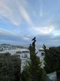 City Crow