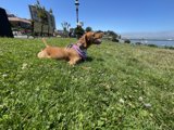 A Puppy in the Park