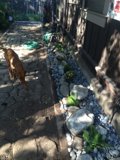 Paws on the Path