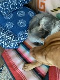 Cozy Companions