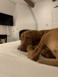 The Comforts of a Canine Companion