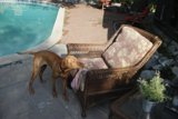 Canine Comforts
