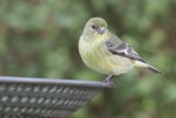A Finch's Gentle Gaze