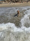 Beach Fun with Furry Friends