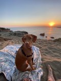 Sunset Snuggles with my Vizsla