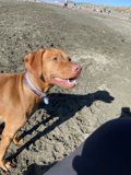 Beach Buddy with a Blue Collar
