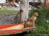 Canine Cruise