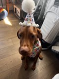 Birthday Pup