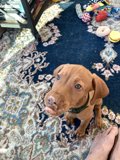 Rug Rascal
