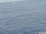 Majestic Humpback Whale in the Pacific Ocean