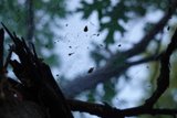 Nature's Pattern