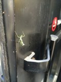 Praying Mantis on ArtCenter Door