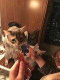 Feline Friend with a Mobile Twist