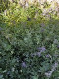 Purple Flowering Bush in Tesuque