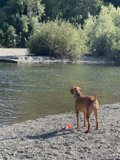Summer Pals: A Dog and Nature