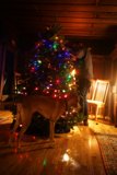 Christmas Portrait with Man and Dog
