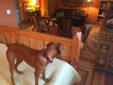 Furry Resident in Winslow's Cozy Living Room