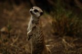 The Meerkat Sentry