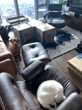 Furry Friends on the Couch