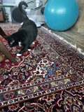 Feline Floor Art