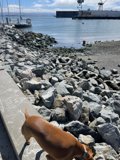 Rock Dog