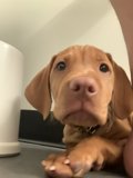 Adorable Vizsla Puppy Cuddles with Owner