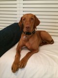 Furry Friend on a Cozy Bed