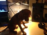 Desk Dog