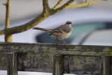 Feathered Serenity