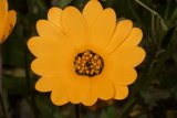 Sunshine Bloom